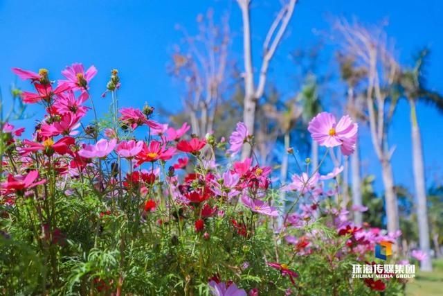 太养眼！茶花廊道、波斯菊花海、勒杜鹃廊道…海天公园上新啦