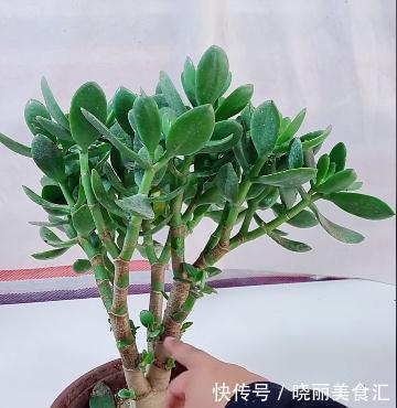 家养玉树的修剪，咔嚓两剪子，颜值整容式提升