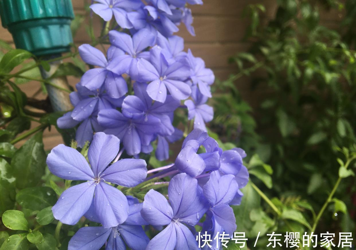 石竹|越晒越旺的三种花,阳台上养一盆,一整个夏天开花很热闹
