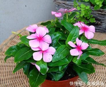 家庭养花选它,漂亮又好养,一次能开100朵,太美了