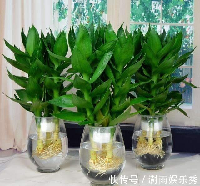 13种“阴冷花”，客厅没光照，长得更旺，越晒越难看