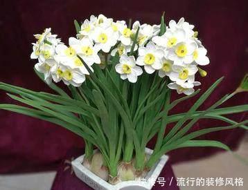 种球|水仙种球雕刻几刀,开出极品水仙花,惊爆眼球