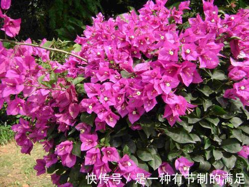 4种花,可不能惯养,赶紧搬出去,越狠狠晒,越开花满枝头!