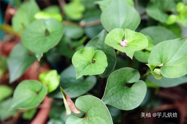 春天必吃的6種野菜,美味又營養,再貴也要買,錯過又得等一年