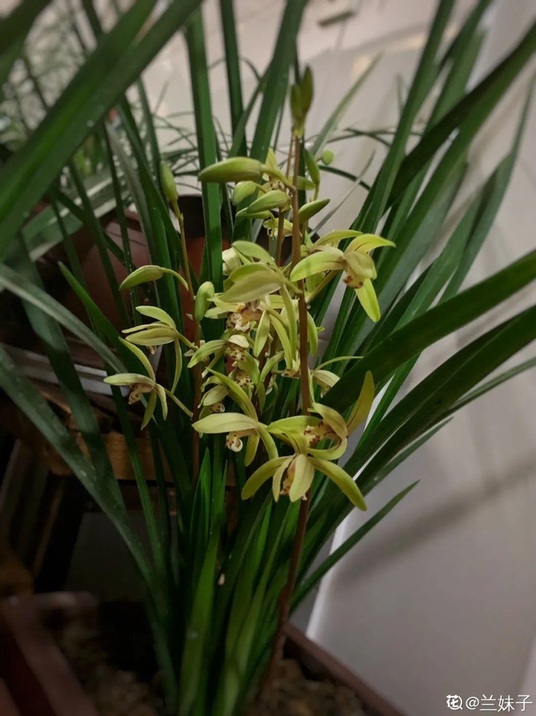 长寿花|9月后就养这些花,比绿萝好养,疯狂开花到明年!