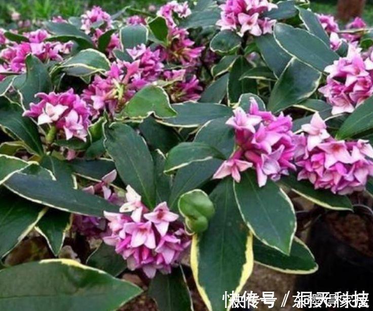 瑞香瑞香|自带香味的“3种花”,家里摆1盆,花香四溢,花朵烂漫迷人
