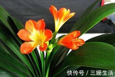 有机肥|家里养君子兰,教你1套万能浇水法,叶子绿出油,开花不夹箭