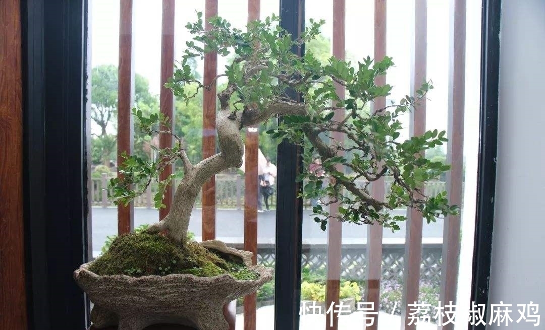 栽培|养花久了,可以栽培这6种树,培养成盆景,不仅好看,而且价值高