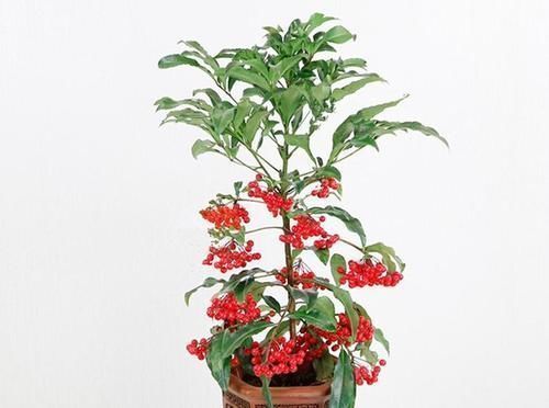 喜庆|8种花一到过年就开花,现在养正是好时候,花开灿烂、寓意吉祥