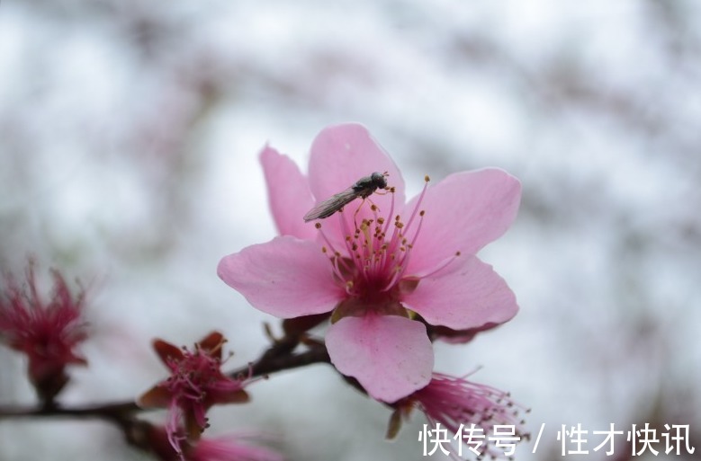 狗女|走到哪里都是万人迷，被人宠到老的属相女，旺夫能力一流