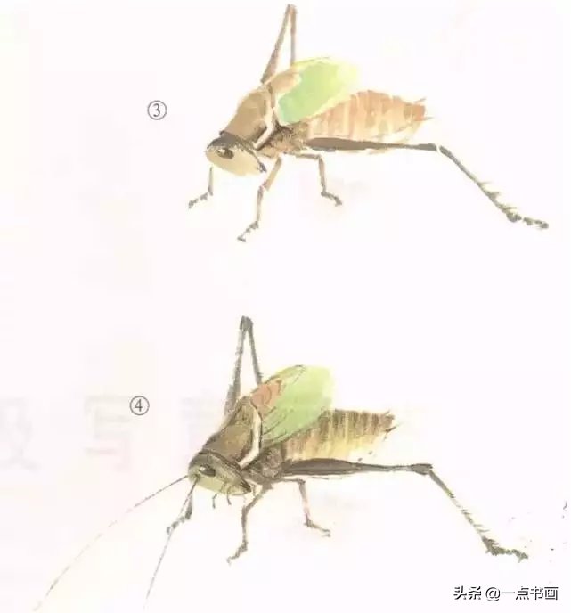 蝈蝈@国画教程——蝈蝈的画法