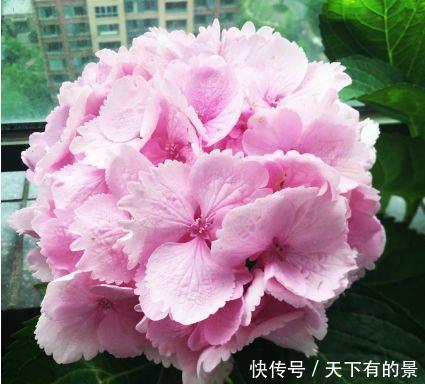 4种花好养易活花量大,浇水就疯长,开花爆盆很容易