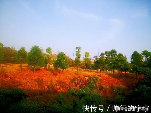秋韵#【七绝·秋韵】清风伴我不孤行,晨起轩窗有鸟鸣