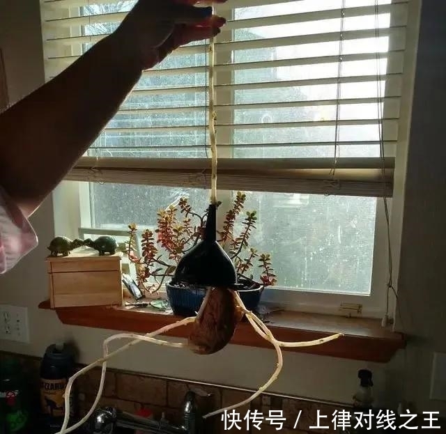 土豆|土豆发芽有多恐怖!26张照片告诉你,它才是这个星球最神奇生物