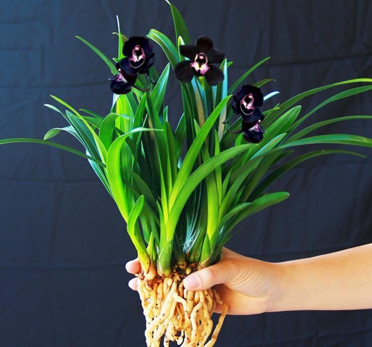 兰花|被抢购一空的兰花,绿杆紫花,叶片油亮,兰香扑鼻,比牡丹要美