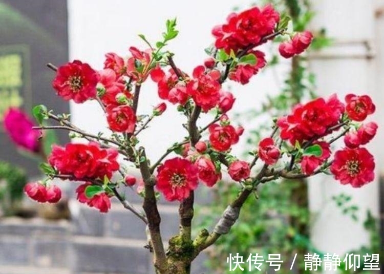 海棠花姿|4种花好养易活，旺财又养人，花朵迷人，阵阵花香，花朵大！