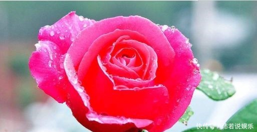 款花|适合新手养的4款花,好养易成活,香气四溢,物美价廉