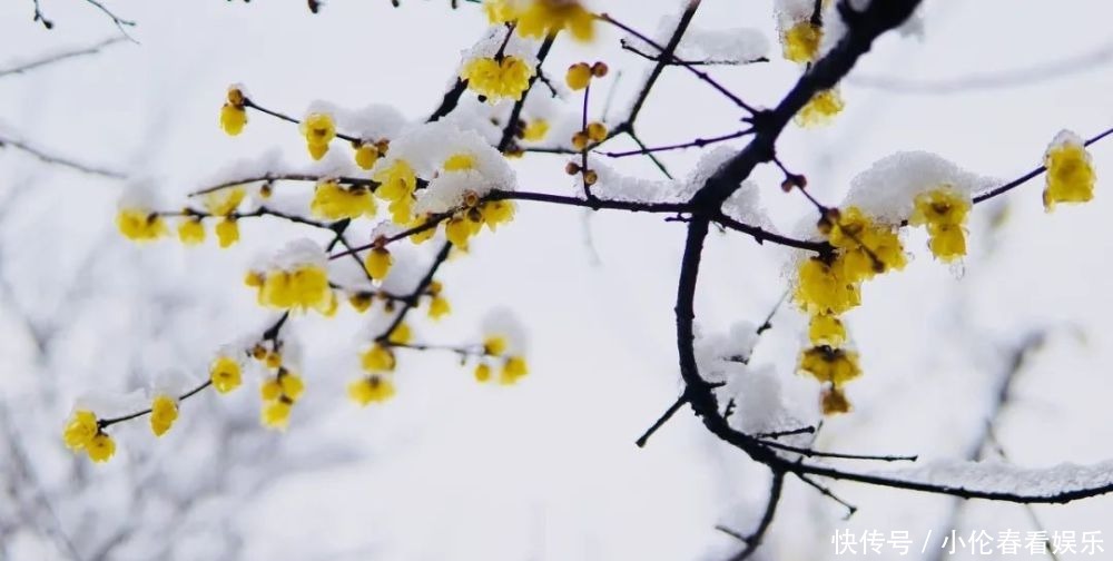 美成|一下雪，杭州就美成了临安