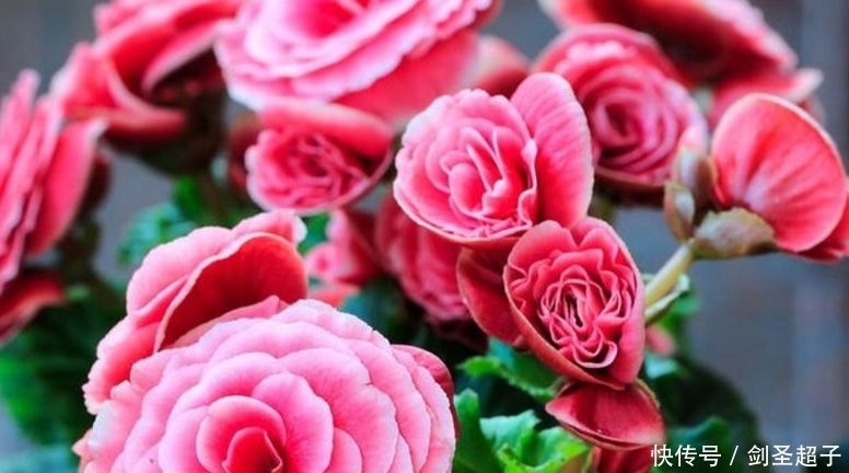 四季海棠这样养,一年365天四季开花,天天都可以赏花