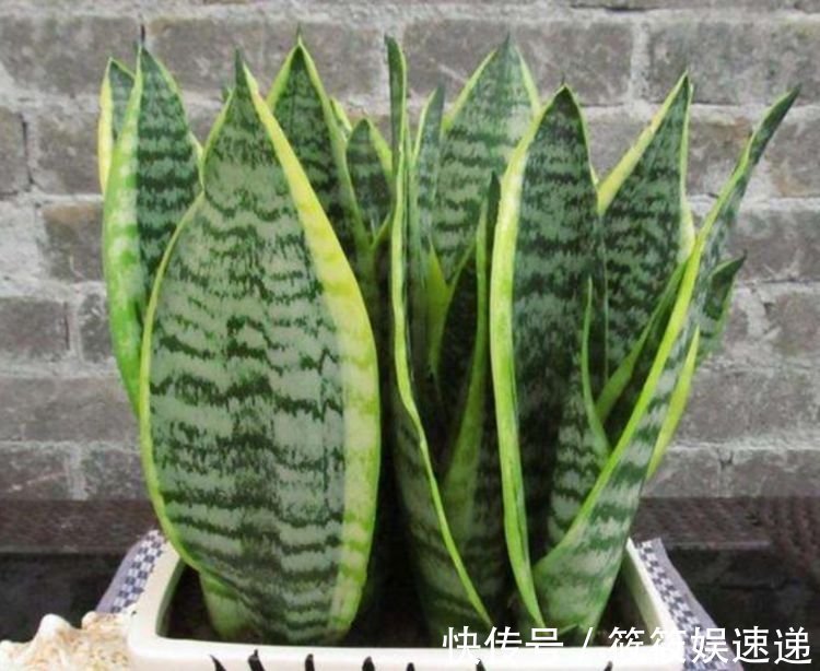 4种花养在家里,自带福气好养活,开花漂亮财运来,一养就上瘾