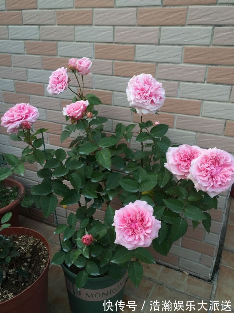 凤仙花|喜欢月季,不如试试“精品玫瑰”紫雾凝霜,群芳争艳,妩媚动人!