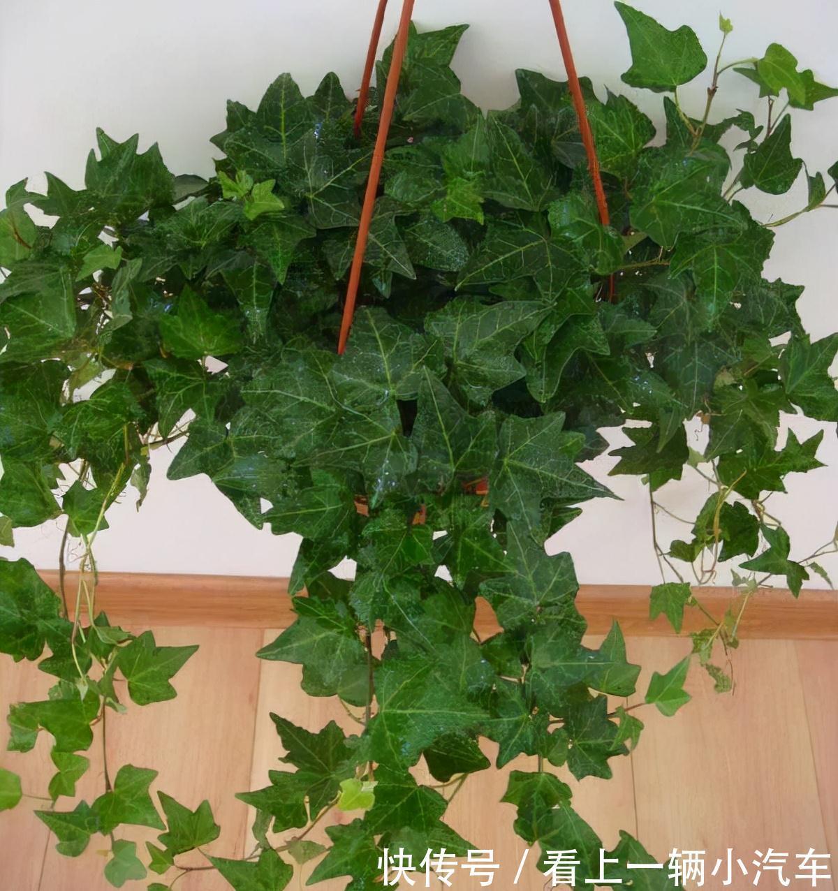 5种花不用太上心，越管越差，2个月不浇水，竟爆盆了