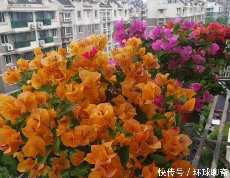 4种花不怕旱、不怕晒,好养易爆盆,越热开花越多,家中必养!