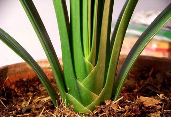 “1种小药片”比什么黄豆水、柳枝水强100倍,养啥都“可以”,牛