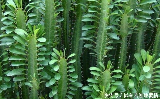 白鹤芋|人养花,花亦养人,听说聪明人都在养这五种花,你家有吗?