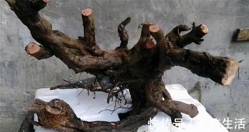 养分|盆景桩材养坯、上盆,基质里加河沙,不仅提高生存率,还促生长