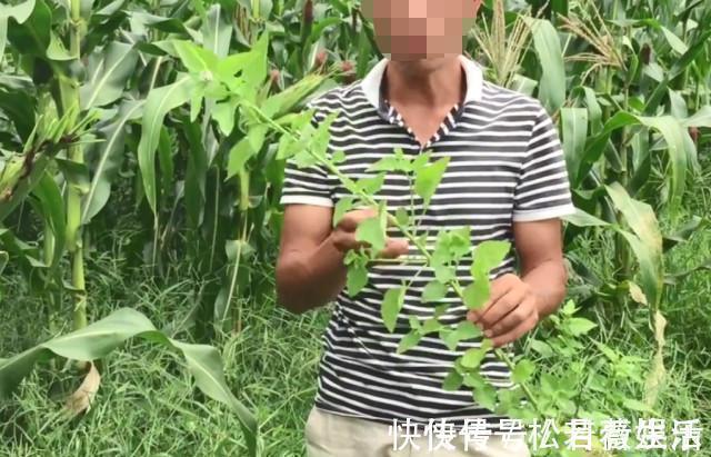 根叶|玉米地里长了一种天然“皮炎平”,专治各种皮肤病,遇到请珍惜!
