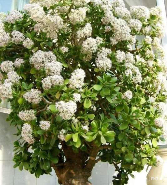 6种植物，花开富贵“好兆头”，能养开花是“高手”，你家有吗