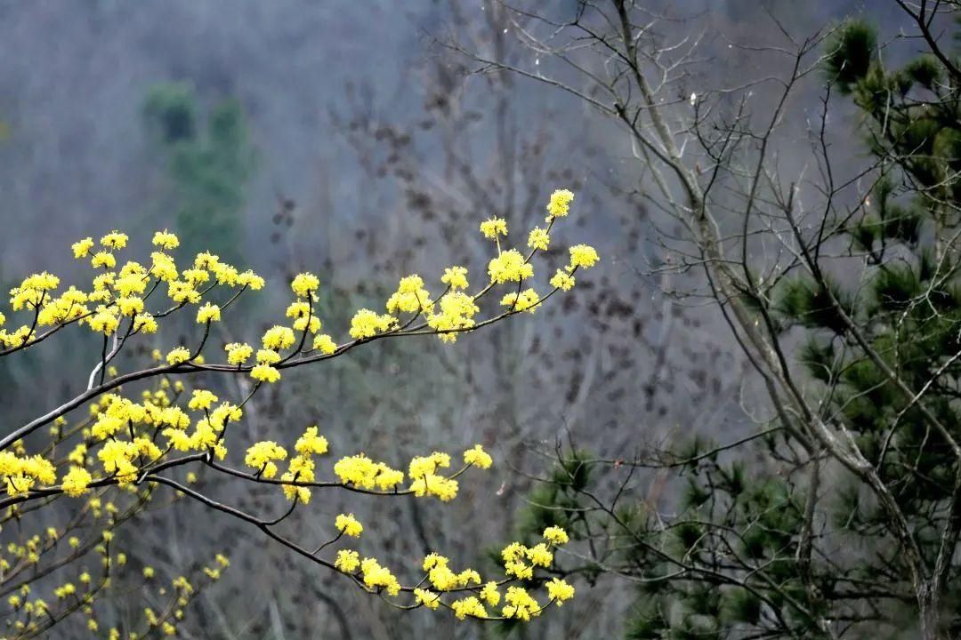 走！去看看银屏山早春第一花长啥样