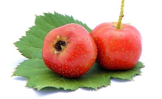 薏米|山楂和4物搭配泡水喝，连喝一个月，湿气排光光，大肚腩也不见了