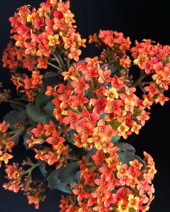 3种“仙气花”,寒冬腊月“照样开”,一盆开花上千朵,人见人爱