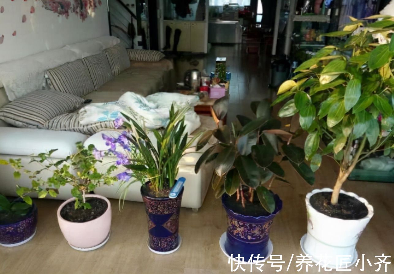 浓度|养花新手浇水，6种属于“夺命水”，别再给花浇了