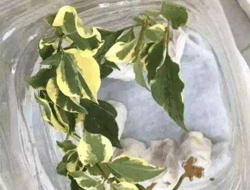 拿它一捂，长寿蟹爪兰嗖嗖冒花苞，多肉呼呼胖三圈