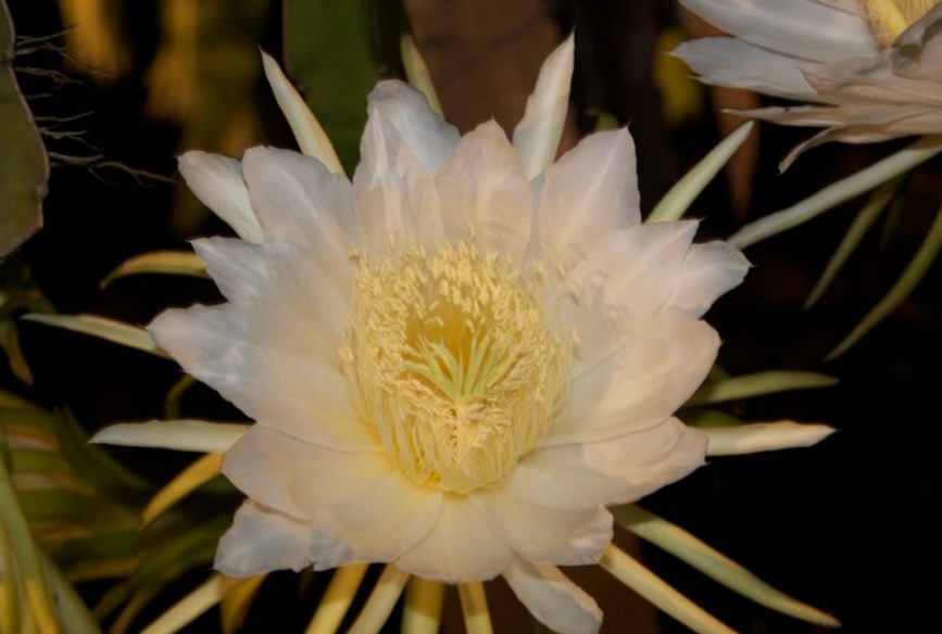 家养一种“霸王花”,暗光也能“旺”,花开胜牡丹,美过昙花一现