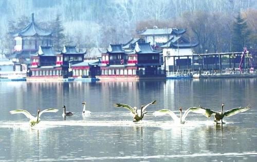 天鹅美景 山水画卷