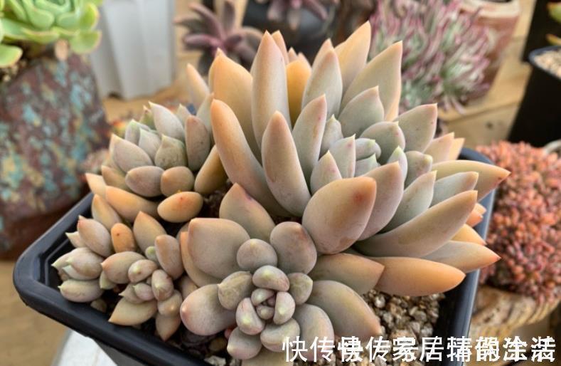 叶片|推荐5款“女王”多肉,每一种都好看,皮实好养,总有一款适合你