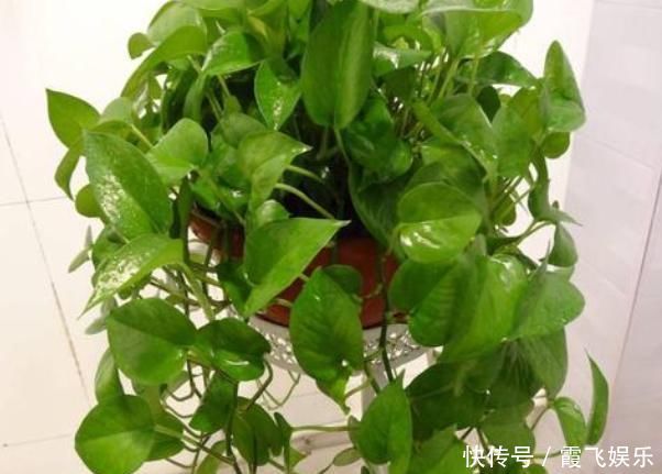  养花土里加“废渣”，土壤疏松又肥沃，盆土不板结，植物长得旺