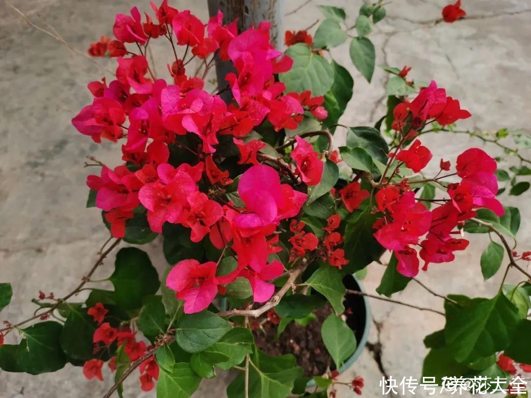 君子兰开完，会有3个“后遗症”，一定要重视