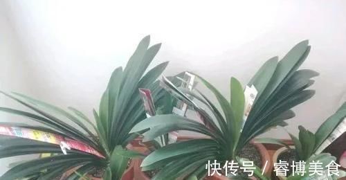 君子兰长了小苗不要随便碰,否则黄叶烂根