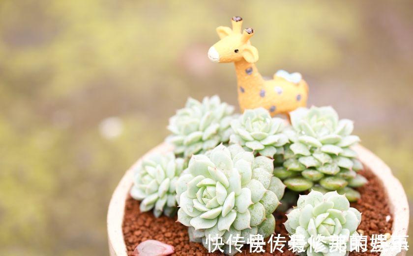 多肉静夜被誉为拟石莲花属超级母本,衍生的后代个个高颜值