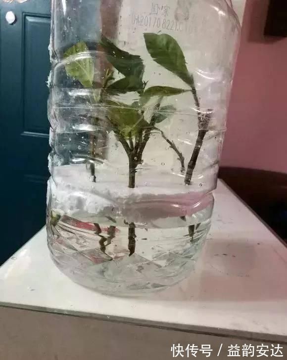 家里的塑料油桶别扔，有3个“妙用”，种菜效率高，扦插生根快