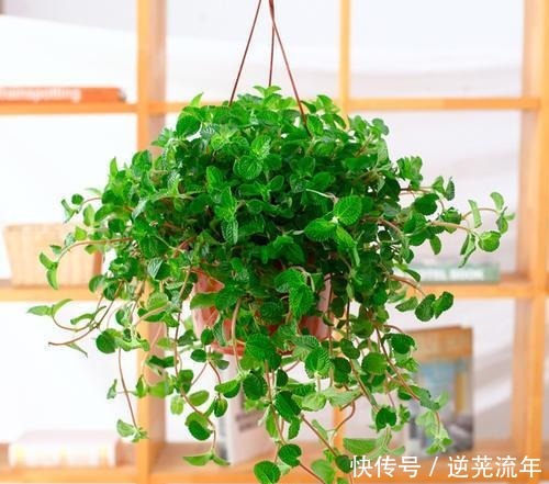 养这4盆花,在家吸烟也不怕,二手烟吸光光,空气清新,一家健康!