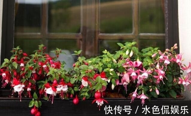 春天适合养“3种花”,立夏就“开花”,人见人爱,那叫一个美!