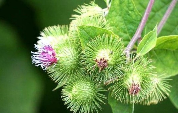 除草|牛蒡有“东洋参”的美誉，补肾壮阳，掌握五点，种出优质的牛蒡