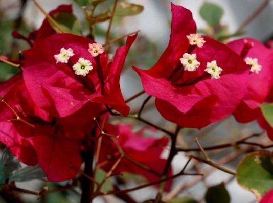此款花卉，四季常开，繁花似锦，花朵清新高雅，花色迷人又艳丽