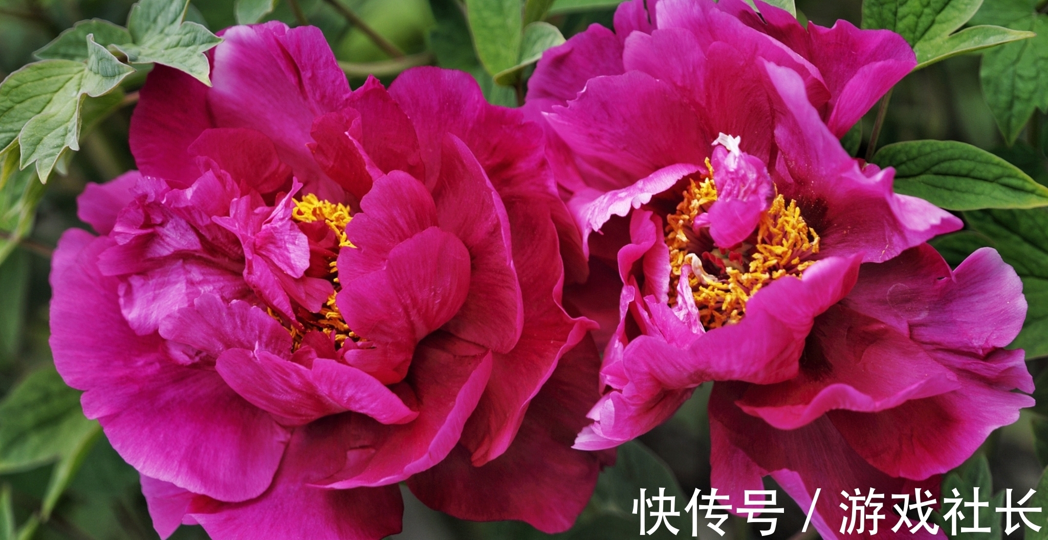 诗人#古代牡丹诗六首,其中一首是晚唐著名诗人罗隐的名作,您喜欢吗